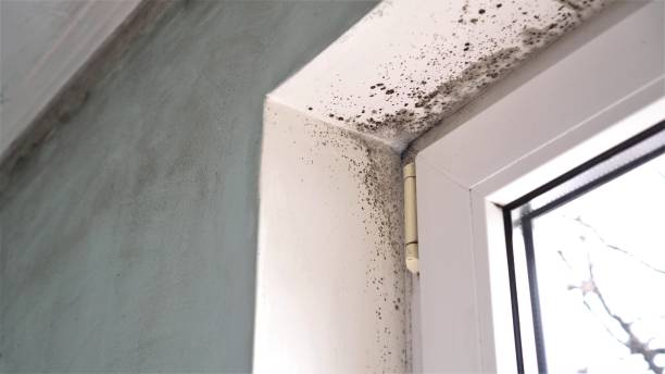 Best Commercial Mold Removal  in Perry, OH