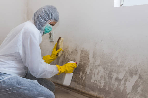 Professional Mold Removal in Perry, OH