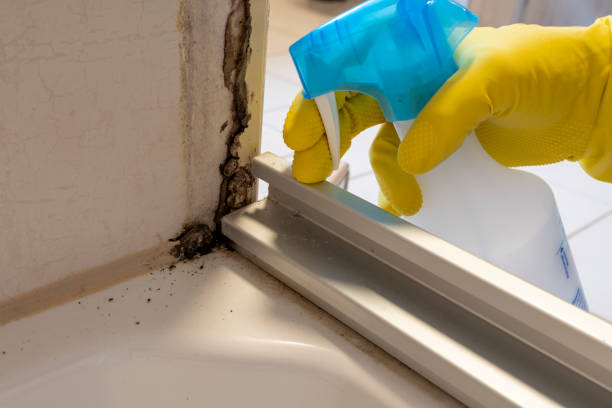 Best Attic Mold Removal  in Perry, OH