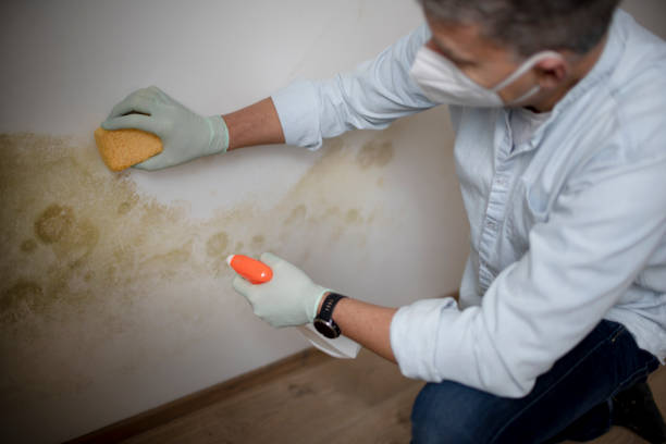 Professional Mold Removal in Perry, OH
