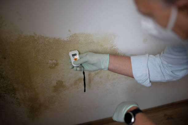 Best Office Mold Removal Services  in Perry, OH