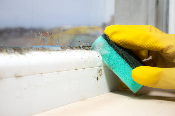 Best Attic Mold Removal  in Perry, OH