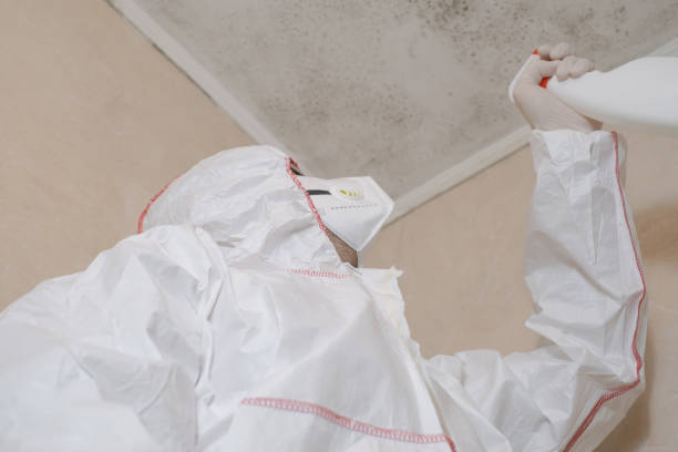 Mold Removal Process in Perry, OH