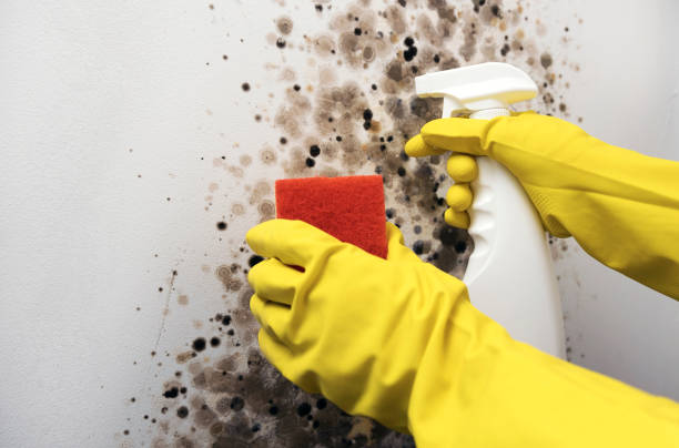 Best Residential Mold Removal  in Perry, OH