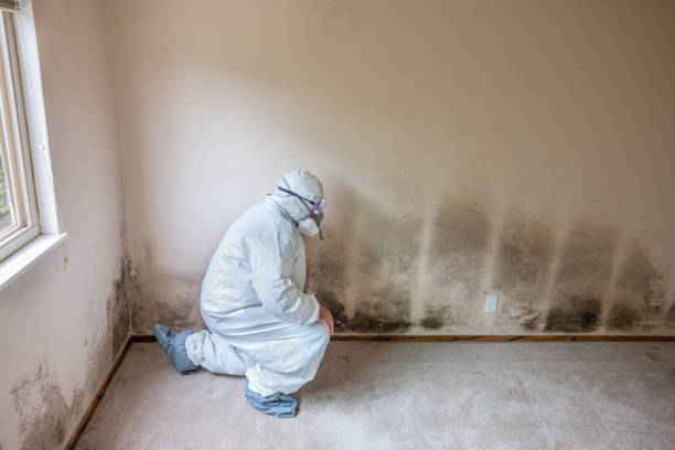 Attic Mold Removal in Perry, OH