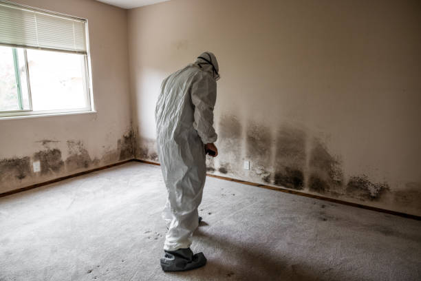 Best Attic Mold Removal  in Perry, OH