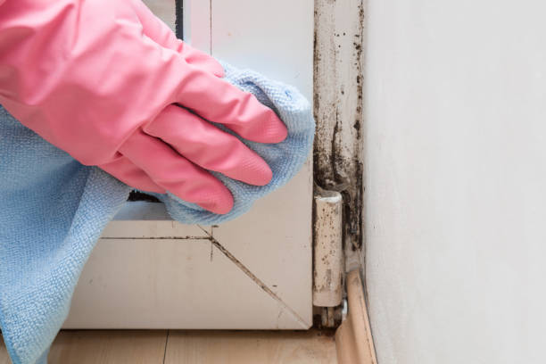 Best Certified Mold Removal  in Perry, OH