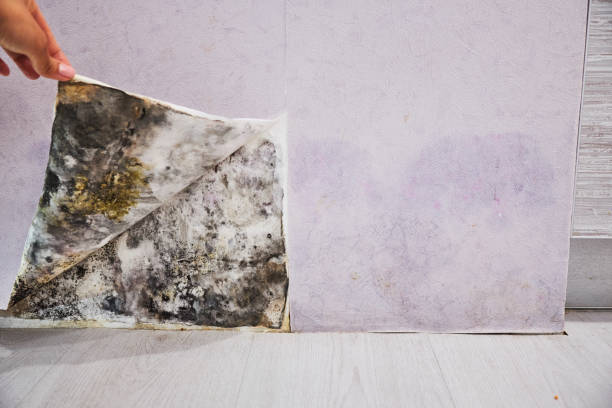 Best Fast Mold Removal  in Perry, OH
